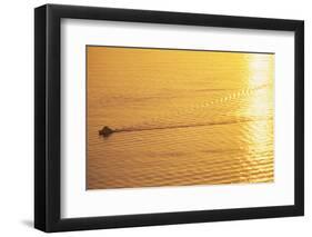 Yacht on Elliott Bay at Sunset-Paul Souders-Framed Photographic Print