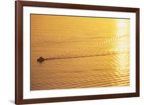 Yacht on Elliott Bay at Sunset-Paul Souders-Framed Photographic Print