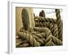 Yachting. Parts of Yacht. Nautical Ship Rope.-Voy-Framed Photographic Print