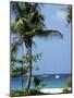 Yachts and Palms, Barbados, West Indies, Caribbean, Central America-J Lightfoot-Mounted Photographic Print