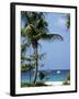 Yachts and Palms, Barbados, West Indies, Caribbean, Central America-J Lightfoot-Framed Photographic Print