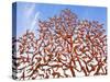 Yad Vashem Holocaust Memorial, Partisans Panorama Memorial Tree, Mount Herzl, Jerusalem, Israel-Gavin Hellier-Stretched Canvas