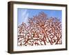 Yad Vashem Holocaust Memorial, Partisans Panorama Memorial Tree, Mount Herzl, Jerusalem, Israel-Gavin Hellier-Framed Photographic Print