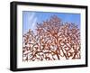 Yad Vashem Holocaust Memorial, Partisans Panorama Memorial Tree, Mount Herzl, Jerusalem, Israel-Gavin Hellier-Framed Photographic Print