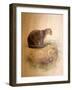 Yaguarundi Cat, 1851-69-Joseph Wolf-Framed Giclee Print