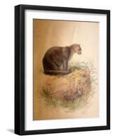 Yaguarundi Cat, 1851-69-Joseph Wolf-Framed Giclee Print