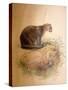 Yaguarundi Cat, 1851-69-Joseph Wolf-Stretched Canvas