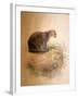 Yaguarundi Cat, 1851-69-Joseph Wolf-Framed Giclee Print