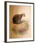 Yaguarundi Cat, 1851-69-Joseph Wolf-Framed Giclee Print