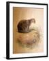 Yaguarundi Cat, 1851-69-Joseph Wolf-Framed Giclee Print