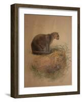 Yaguarundi Cat (Felis Yaguarundi)-Joseph Wolf-Framed Giclee Print