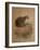 Yaguarundi Cat (Felis Yaguarundi)-Joseph Wolf-Framed Giclee Print