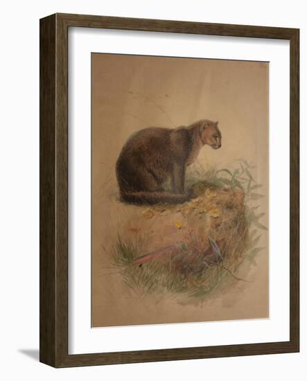 Yaguarundi Cat (Felis Yaguarundi)-Joseph Wolf-Framed Giclee Print