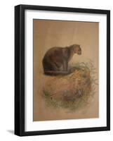 Yaguarundi Cat (Felis Yaguarundi)-Joseph Wolf-Framed Giclee Print