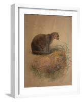 Yaguarundi Cat (Felis Yaguarundi)-Joseph Wolf-Framed Giclee Print