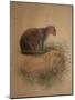 Yaguarundi Cat (Felis Yaguarundi)-Joseph Wolf-Mounted Giclee Print