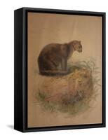Yaguarundi Cat (Felis Yaguarundi)-Joseph Wolf-Framed Stretched Canvas