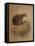 Yaguarundi Cat (Felis Yaguarundi)-Joseph Wolf-Framed Stretched Canvas