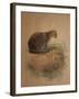 Yaguarundi Cat (Felis Yaguarundi)-Joseph Wolf-Framed Giclee Print