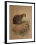 Yaguarundi Cat (Felis Yaguarundi)-Joseph Wolf-Framed Giclee Print