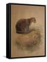 Yaguarundi Cat (Felis Yaguarundi)-Joseph Wolf-Framed Stretched Canvas