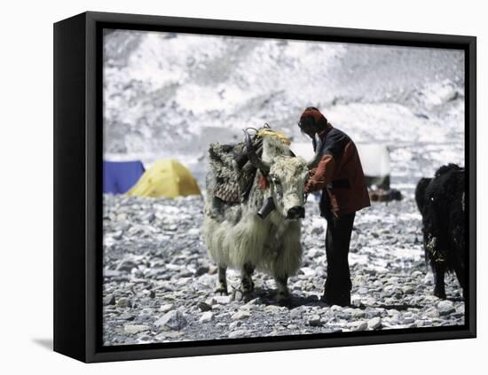 Yak and Sherpa, Nepal-Michael Brown-Framed Stretched Canvas