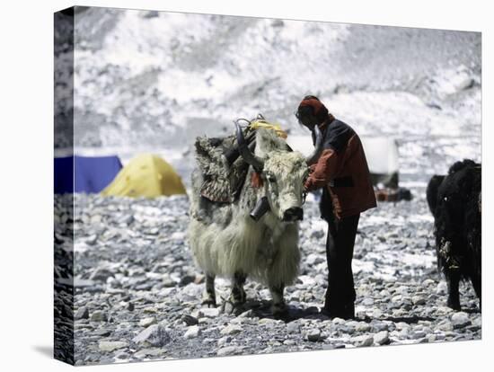 Yak and Sherpa, Nepal-Michael Brown-Stretched Canvas