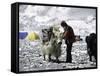 Yak and Sherpa, Nepal-Michael Brown-Framed Stretched Canvas