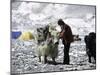 Yak and Sherpa, Nepal-Michael Brown-Mounted Premium Photographic Print