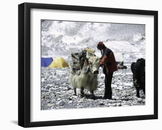 Yak and Sherpa, Nepal-Michael Brown-Framed Photographic Print
