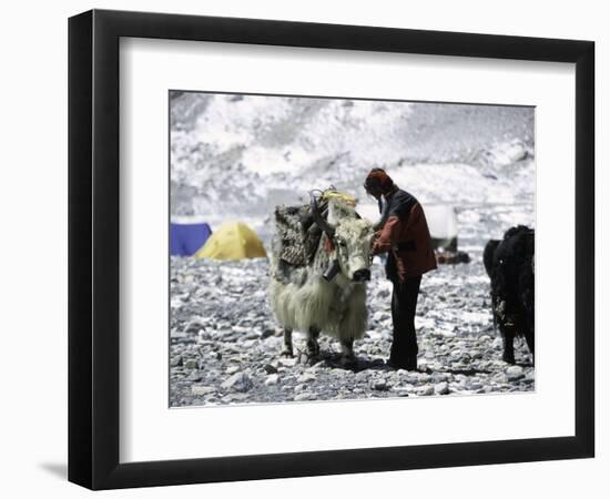 Yak and Sherpa, Nepal-Michael Brown-Framed Photographic Print