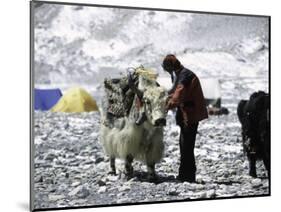 Yak and Sherpa, Nepal-Michael Brown-Mounted Photographic Print