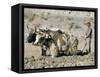 Yak-Drawn Plough in Barley Field High on Tibetan Plateau, Tibet, China-Tony Waltham-Framed Stretched Canvas