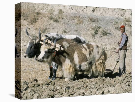 Yak-Drawn Plough in Barley Field High on Tibetan Plateau, Tibet, China-Tony Waltham-Stretched Canvas