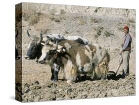 Yak-Drawn Plough in Barley Field High on Tibetan Plateau, Tibet, China-Tony Waltham-Stretched Canvas