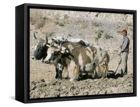 Yak-Drawn Plough in Barley Field High on Tibetan Plateau, Tibet, China-Tony Waltham-Framed Stretched Canvas