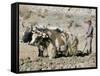 Yak-Drawn Plough in Barley Field High on Tibetan Plateau, Tibet, China-Tony Waltham-Framed Stretched Canvas