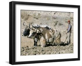 Yak-Drawn Plough in Barley Field High on Tibetan Plateau, Tibet, China-Tony Waltham-Framed Premium Photographic Print