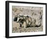 Yak-Drawn Plough in Barley Field High on Tibetan Plateau, Tibet, China-Tony Waltham-Framed Premium Photographic Print