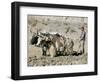 Yak-Drawn Plough in Barley Field High on Tibetan Plateau, Tibet, China-Tony Waltham-Framed Photographic Print