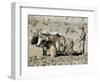 Yak-Drawn Plough in Barley Field High on Tibetan Plateau, Tibet, China-Tony Waltham-Framed Photographic Print