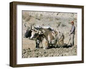 Yak-Drawn Plough in Barley Field High on Tibetan Plateau, Tibet, China-Tony Waltham-Framed Photographic Print