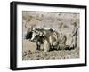 Yak-Drawn Plough in Barley Field High on Tibetan Plateau, Tibet, China-Tony Waltham-Framed Photographic Print