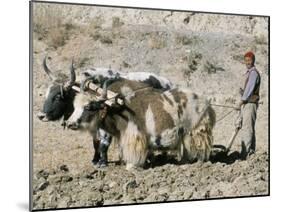 Yak-Drawn Plough in Barley Field High on Tibetan Plateau, Tibet, China-Tony Waltham-Mounted Photographic Print