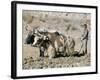 Yak-Drawn Plough in Barley Field High on Tibetan Plateau, Tibet, China-Tony Waltham-Framed Photographic Print