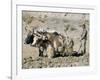 Yak-Drawn Plough in Barley Field High on Tibetan Plateau, Tibet, China-Tony Waltham-Framed Photographic Print