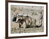 Yak-Drawn Plough in Barley Field High on Tibetan Plateau, Tibet, China-Tony Waltham-Framed Photographic Print