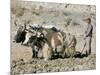 Yak-Drawn Plough in Barley Field High on Tibetan Plateau, Tibet, China-Tony Waltham-Mounted Photographic Print