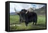 Yak (Dzo=Yak/Cattle Cross) in Himalayan Snowcapped Mountain Landscape Abring, Stod Valley,…-null-Framed Stretched Canvas