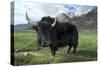 Yak (Dzo=Yak/Cattle Cross) in Himalayan Snowcapped Mountain Landscape Abring, Stod Valley,…-null-Stretched Canvas